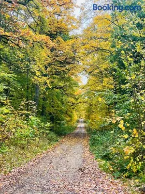 Image of Holla die Waldfee