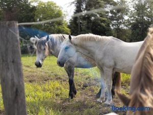 Image of 6 Bed Equine Countryside Paradise at Moggill