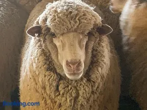 Image of Mascot Cottage - Pet Friendly and Complimentary Breakfast Hamper