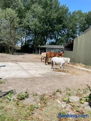 Image of The Horse Farm