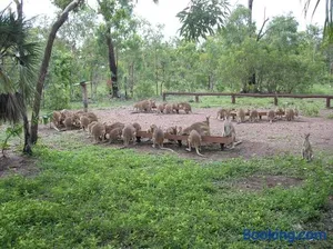 Image of Nina's Ark Wildlife Sanctuary Package