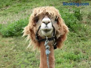 Image of Zirben Troadkasten