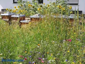 Image of Ferienwohnungen beim Imker