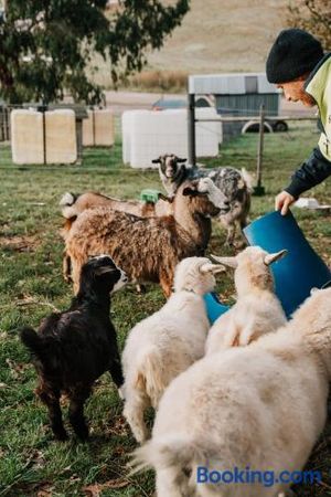 Image of Hideaway Farmlet Romantic Cottage with Miniature Goats