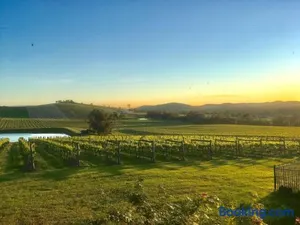 Image of Mount Hope Estate Vineyard