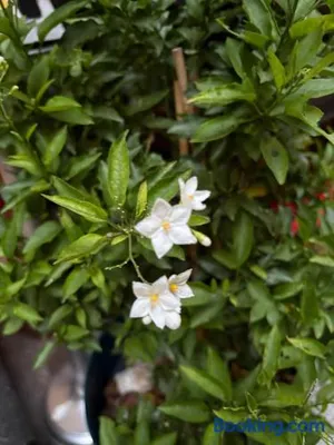 Image of La fabrica deu rei Enric