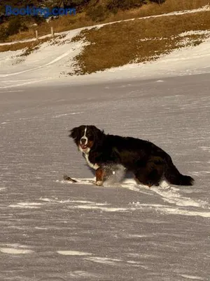 Image of Ferienwohnung Schweizer Sennenhund