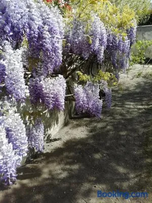 Image of Chez Fleur