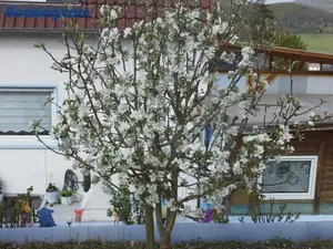 Image of Ferienwohnung galina