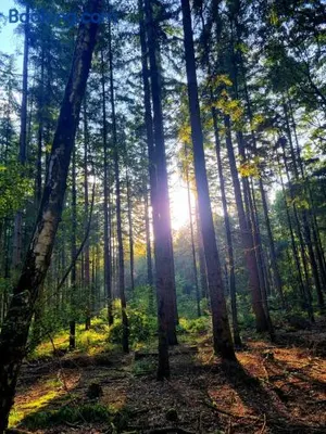 Image of Chalet op een rustig park in de natuur