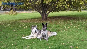 Image of Mountain Culture Farm Stay - pet friendly