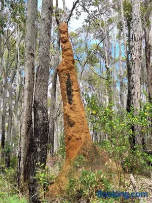 Image of The May Queen - Footsteps in the Forest