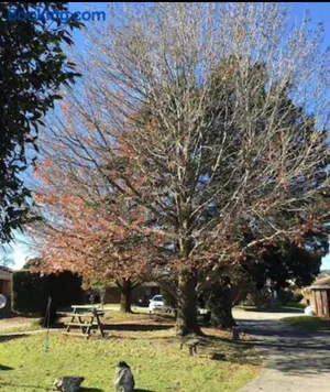 Image of Golden House