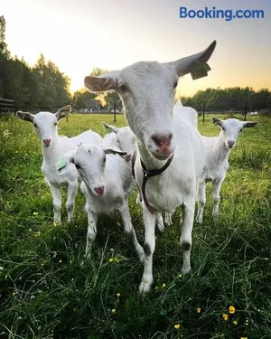 Image of Pipowagens bij Pannenkoekenrestaurant & Camping De Koppenjan 'Een uniek verblijf met kinderspeelboerderij'