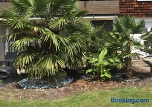 Image of Ferienwohnung Palmengarten