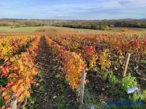 Image of Les Meublés des Pierres Dorées - Gite de charme pour groupe