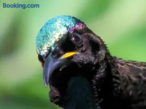 Image of Riflebird Lodge