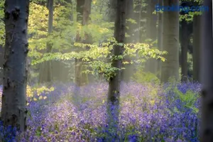 Image of Bois de Hal