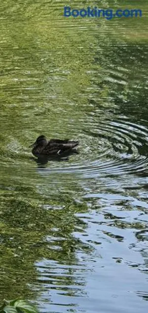 Image of FEWO BEI LEHMANNS