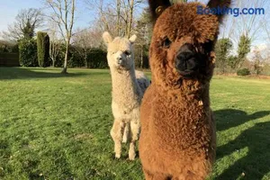 Image of Alpaca Lodge