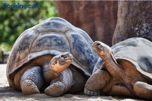 Image of L'appartement des tortues