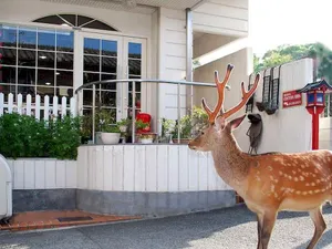 Image of Hotel Cotton 100%