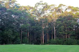 Image of Tinglewood Cabins