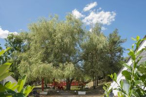 Image of Tropical Hotel