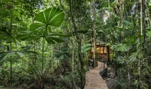 Image of Daintree Wilderness Lodge
