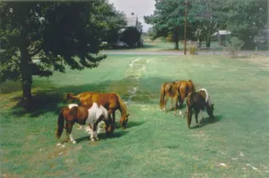 Image of Chincoteague Townhome with Pony Views from Deck!