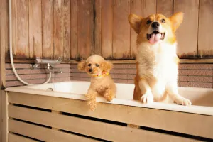 Image of Izumigo Takayama Dog Paradise Hotel