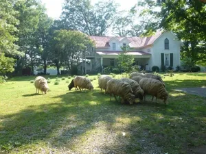 Image of Mulberry Lavender Farm and B&B