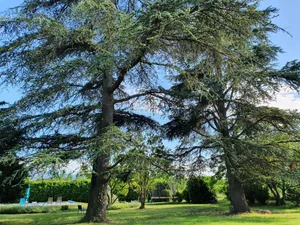 Image of Gîte le cèdre bleu