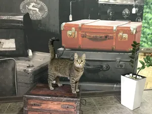 Image of Sacvoyage