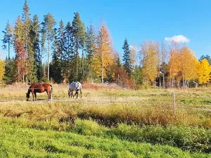 Image of Holiday home Bureå