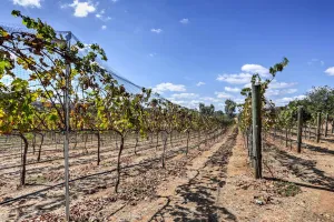 Image of Escondido Vineyard Estate Walk to Wineries!