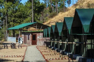 Image of Jungle Stays