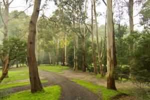 Image of Tarra Valley Retreat