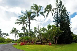 Image of Alii Kai II 8H
