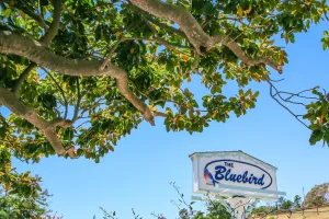 Image of Bluebird Inn