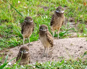 Image of Waterfront home with pool, spa and walk to beach