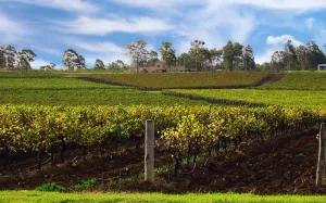 Image of Estate Tuscany