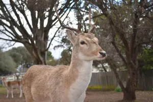Image of Deer Park Motor Inn Armidale