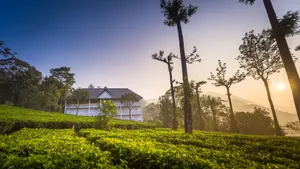 Image of Tea Harvester
