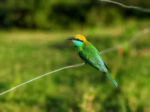 Image of Yala Jungle Haven