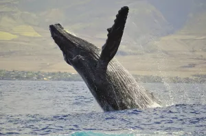 Image of Mahana 501