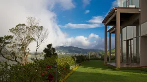 Image of Tea Plant Nuwara Eliya