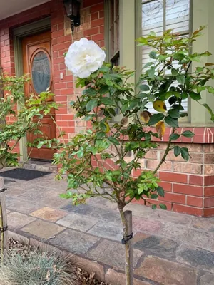 Image of Adelaide Style Accommodation near City