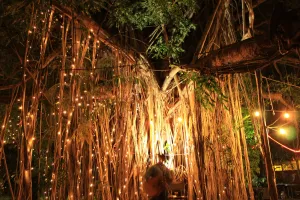 Image of Banyan Tree