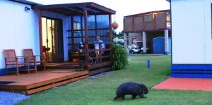 Image of BIG4 Kelso Sands Holiday & Native Wildlife Park